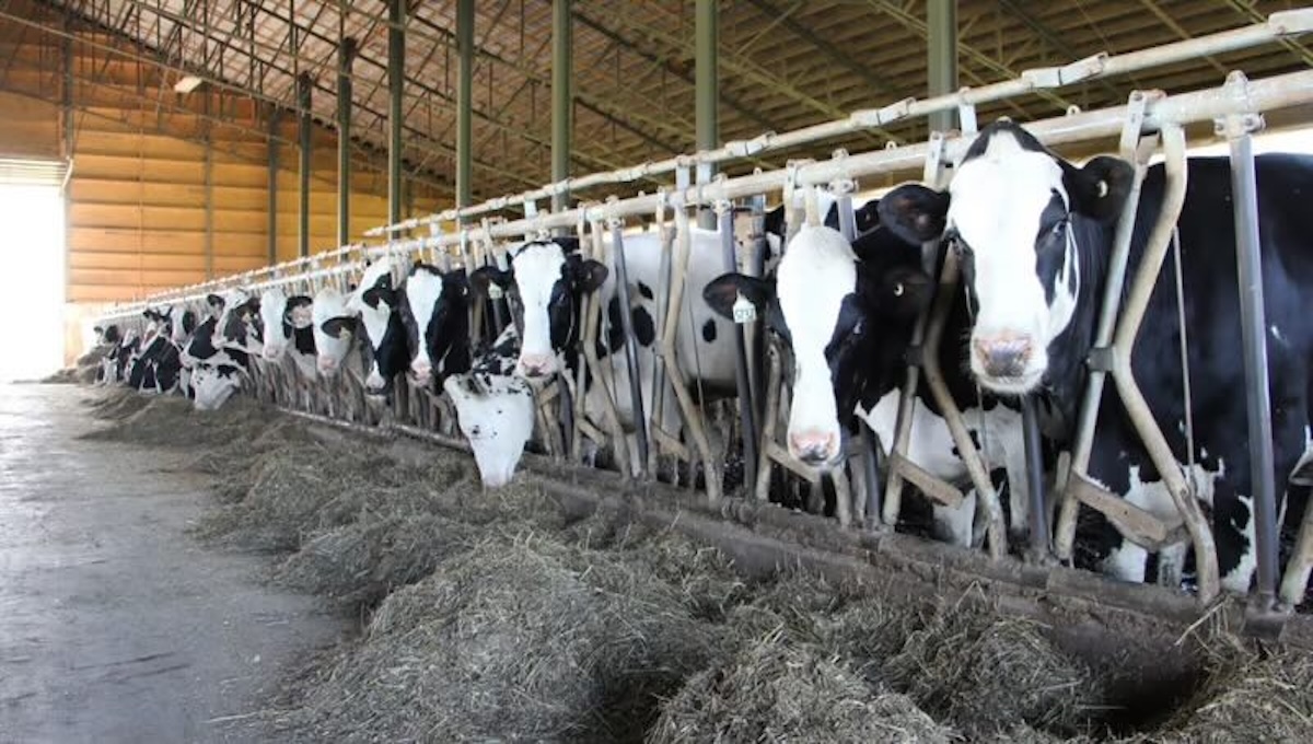 Industrial cattle farm representing rising beef prices and food affordability crisis in America 2026